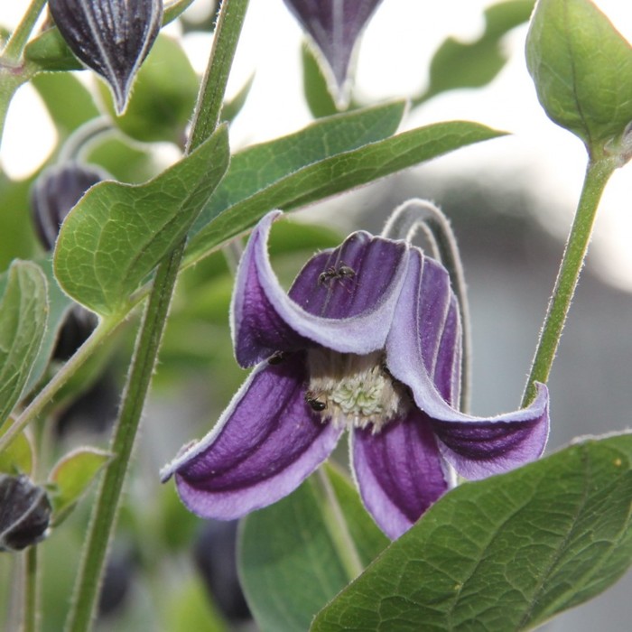 Клематис диверсифолия роогучи фото и описание Клематис диверсифолия роогучи фото и описание