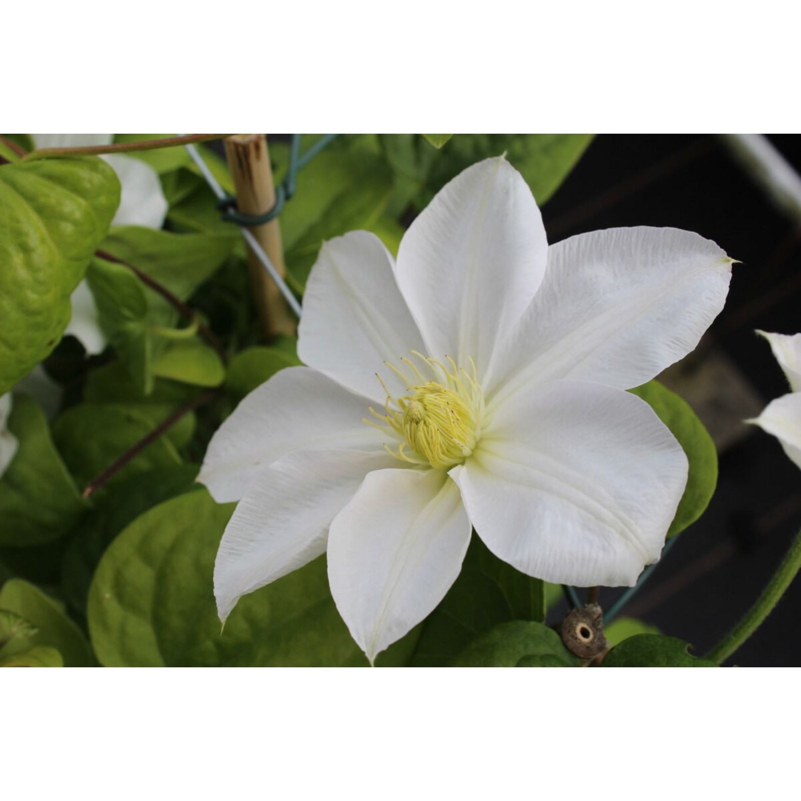 Клематисы мадам ле культр фото Клематисы мадам ле культр фото