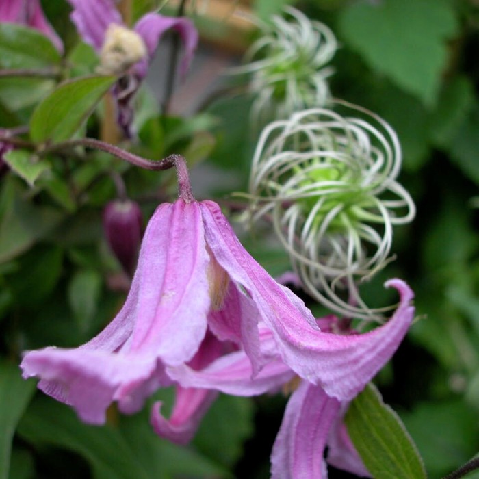 Клематис цельнолистный (Clematis integrifolia) купить в Москве по низкой цене из