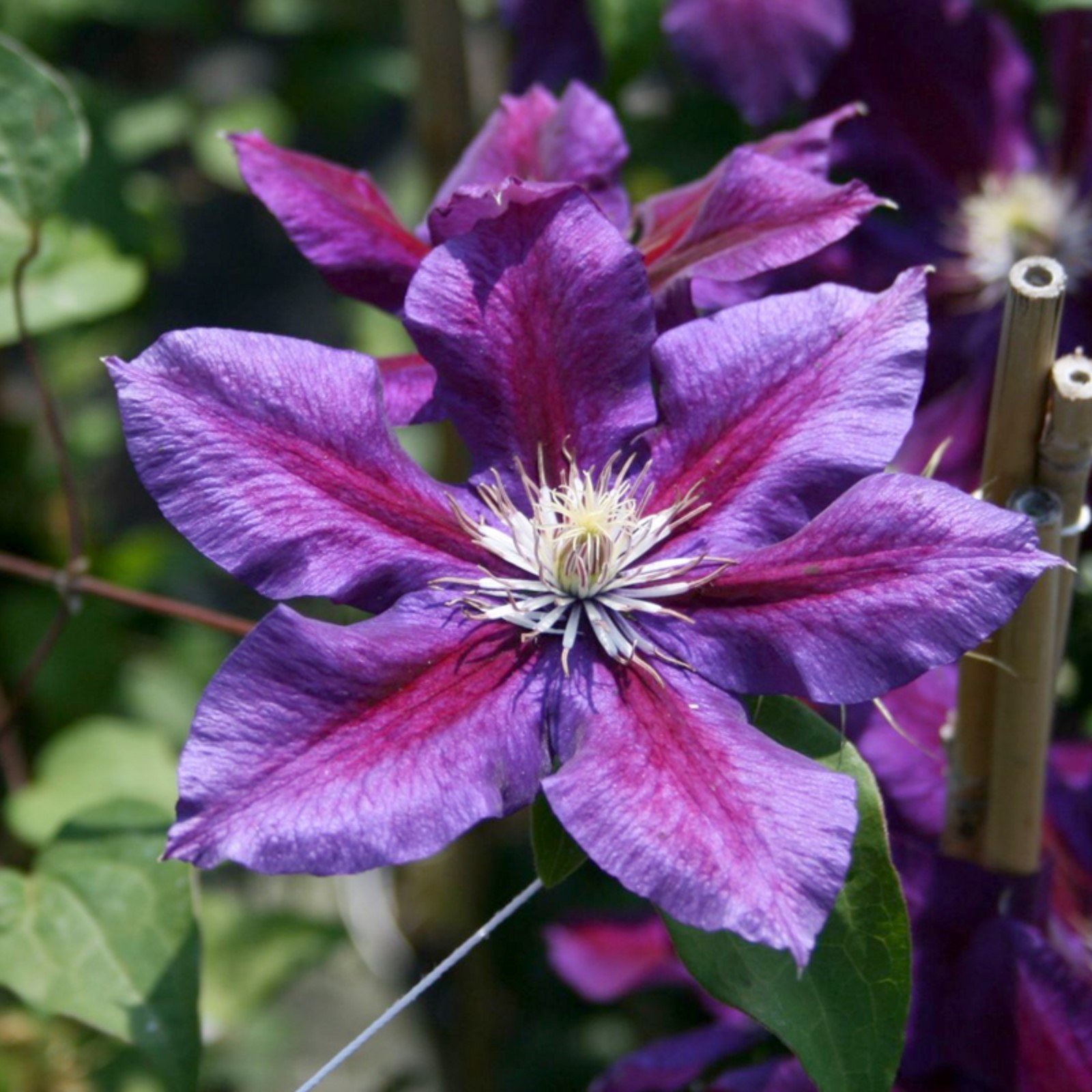 Клематис юлька фото и описание сорта Клематис юлька фото и описание сорта