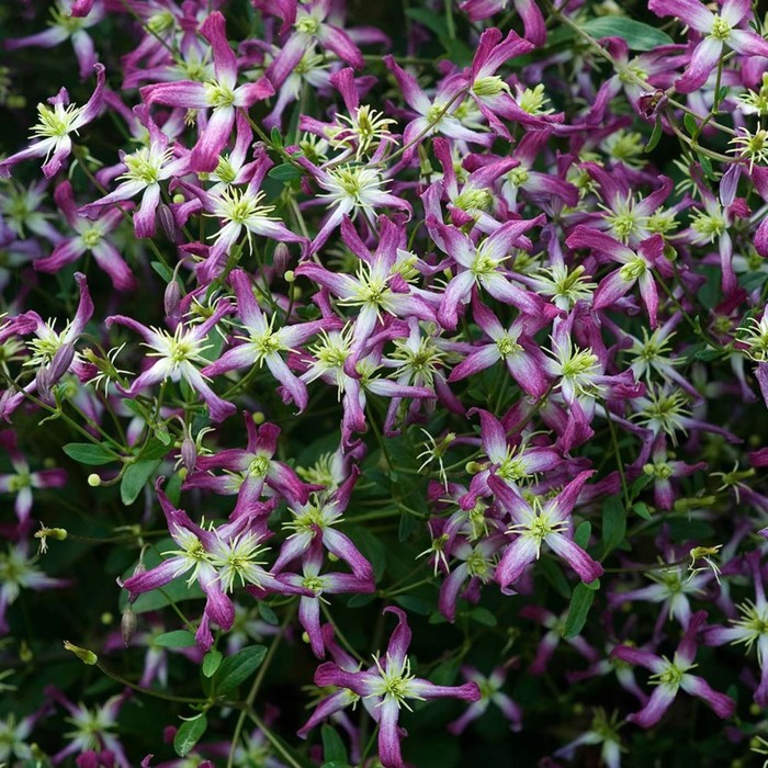 Очаровательный Клематис Розалин: Подборка снимков Мир вокруг нас Фотогалерея при