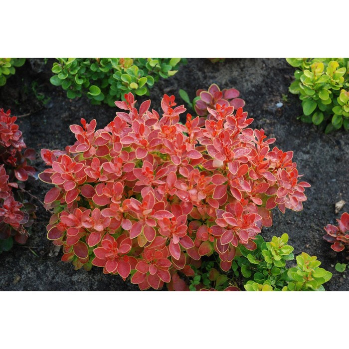 Барбарис адмирейшн фото и описание кустарника Барбарис адмирейшн фото и описание кустарника