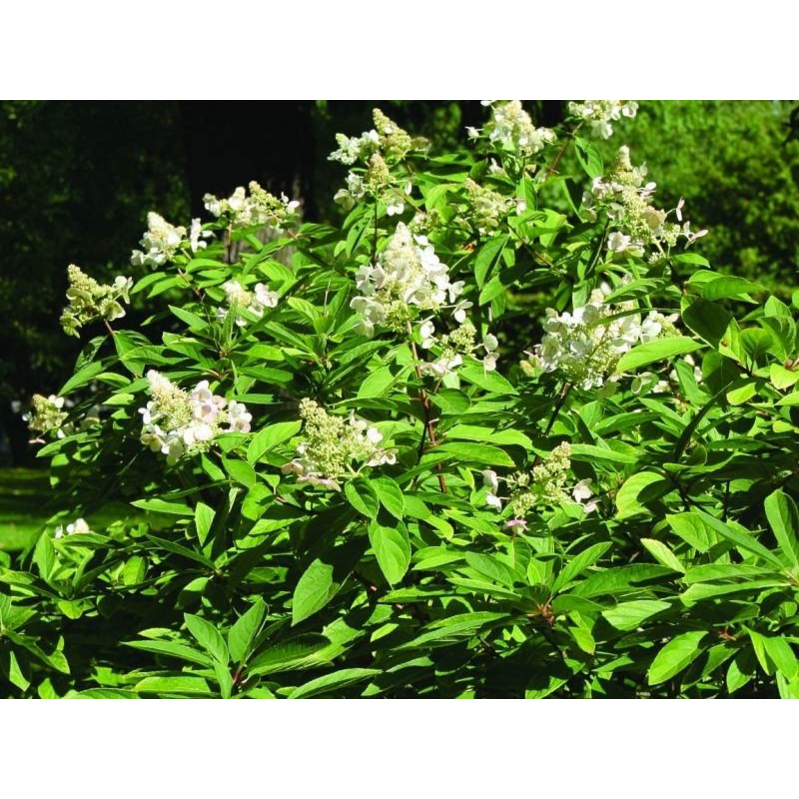 Гортензия матильда метельчатая фото и описание Гортензия матильда метельчатая фото и описание