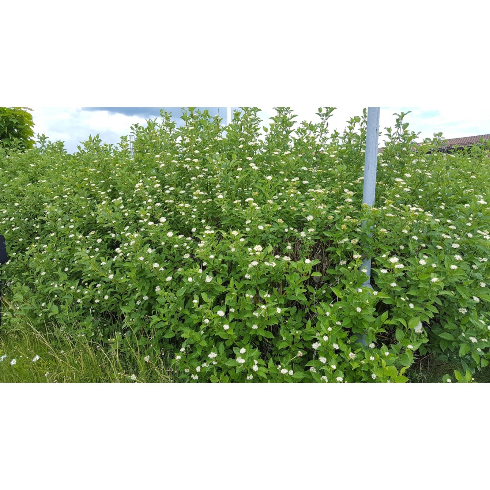 Дерен Флавирамеа Лиственный, быстрорастущий кустарник. Крона дерена широкая, окр