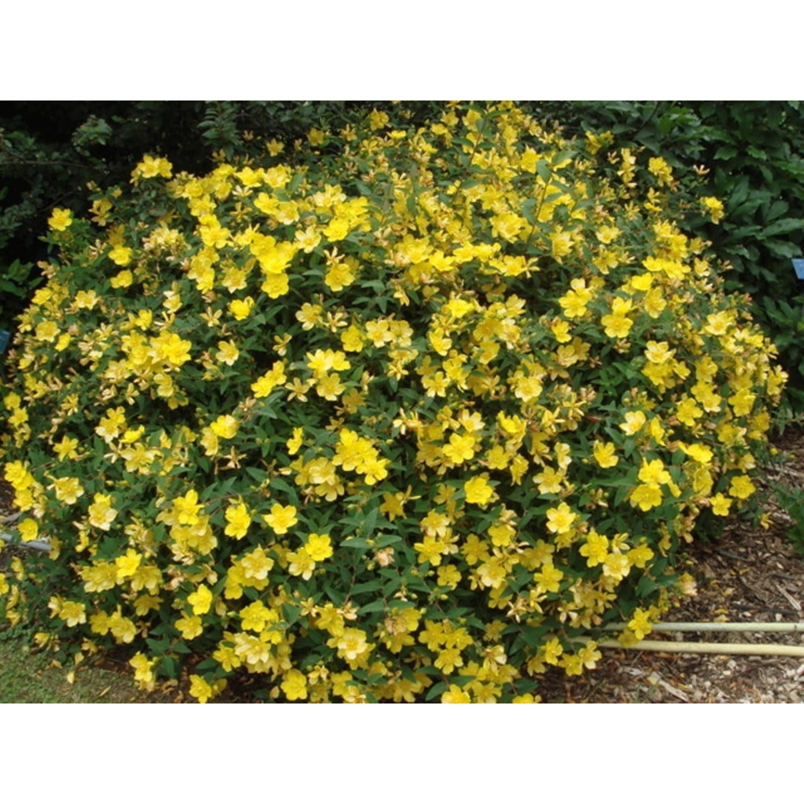 Кустарник зверобой древовидный фото Кустарник зверобой древовидный фото