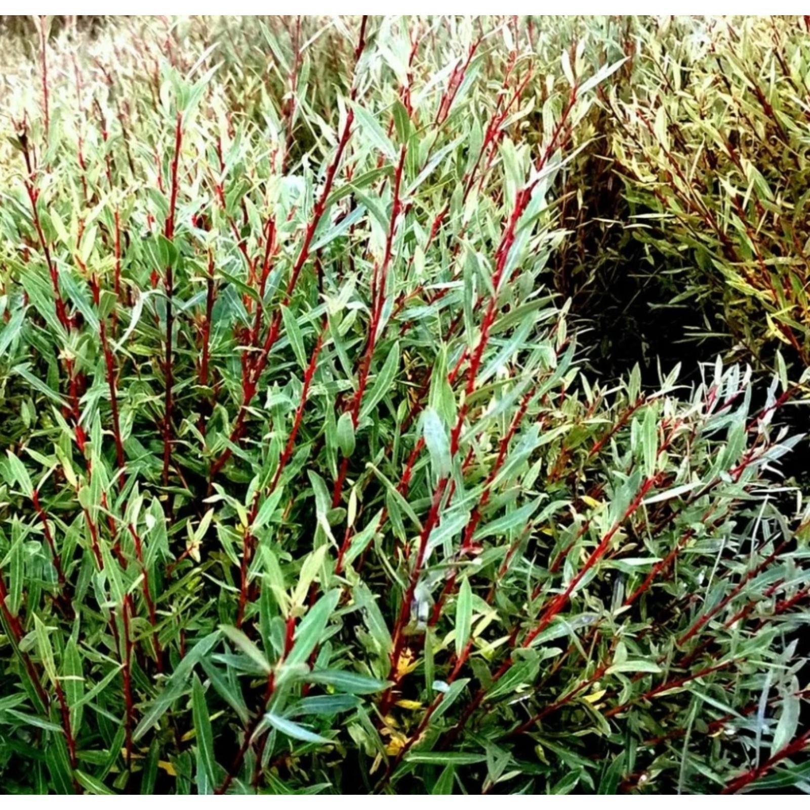 Ива пурпурная маяк. Пунцовая ива. Ива пурпурная желтолозник. Ива пурпурная salix purpurea usni. Ива пурпурная salix purpurea.