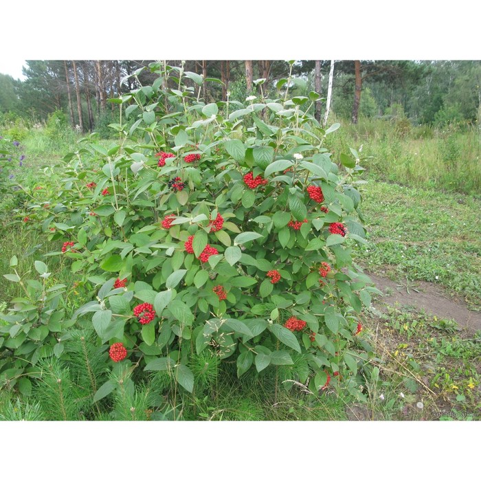Калина Калина гордовина (Viburnum lantana) 60-90 см купить по цене 250 руб. Дост