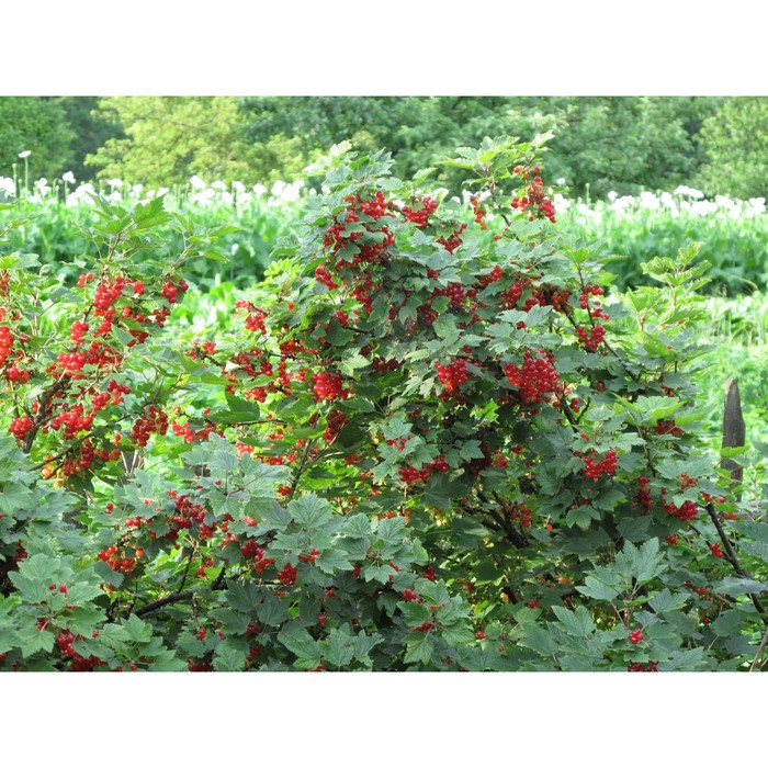 Ribes alpinum Лиственные кустарники. Декоративноцветущие луковицы, рассада и саж