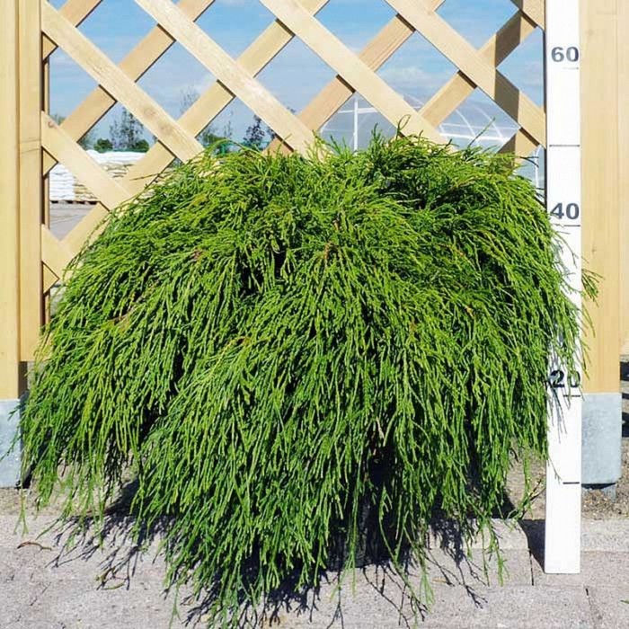 Кипарисовик горохоплодный Филифера Нана (Chamaecyparis pisifera Filifera Nana) -