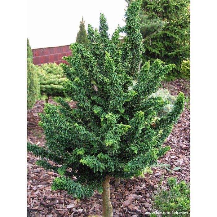 Кипарисовик Доу Уайтинг (Dow Whiting) - описание сорта растения