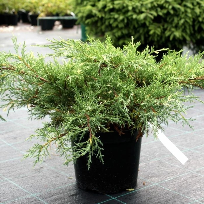 Можжевельник средний Вайт Сплэш (8367): купить саженцы почтой в России интернет-