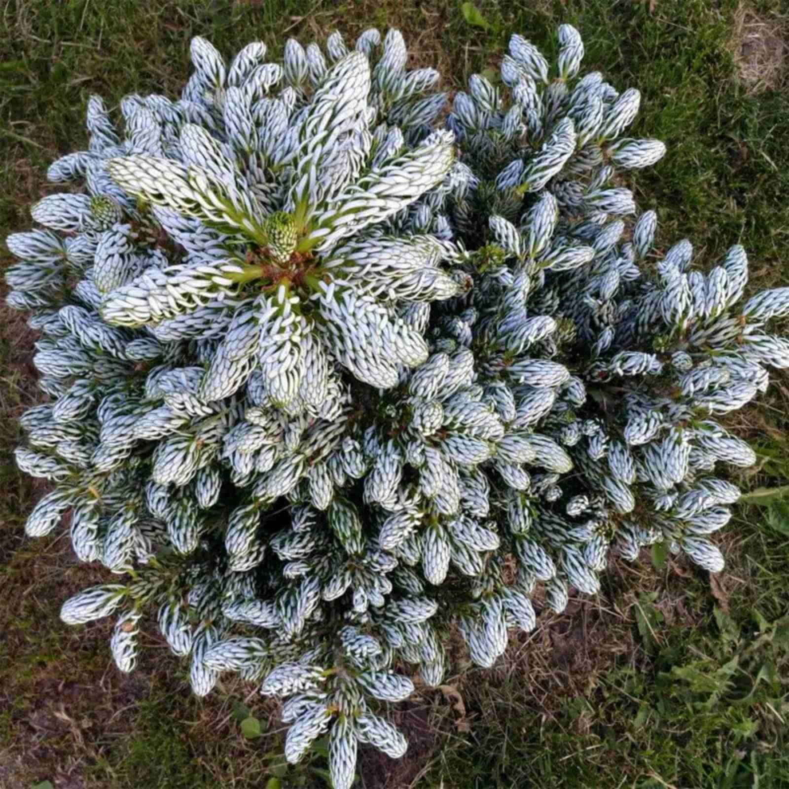 Пихта сильберлок фото и описание отзывы садоводов Пихта сильберлок фото и описание отзывы садоводов