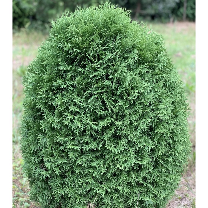Туя западная `Тайни Тим`, Thuja occidentalis `Tiny Tim` СадПарад