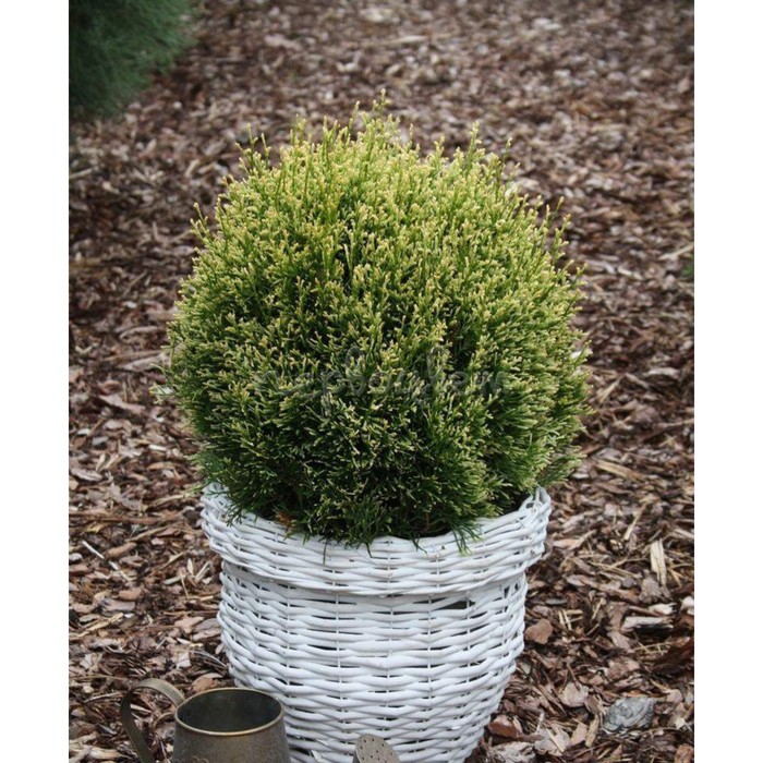 Мисс фрости туя фото Мисс фрости туя фото