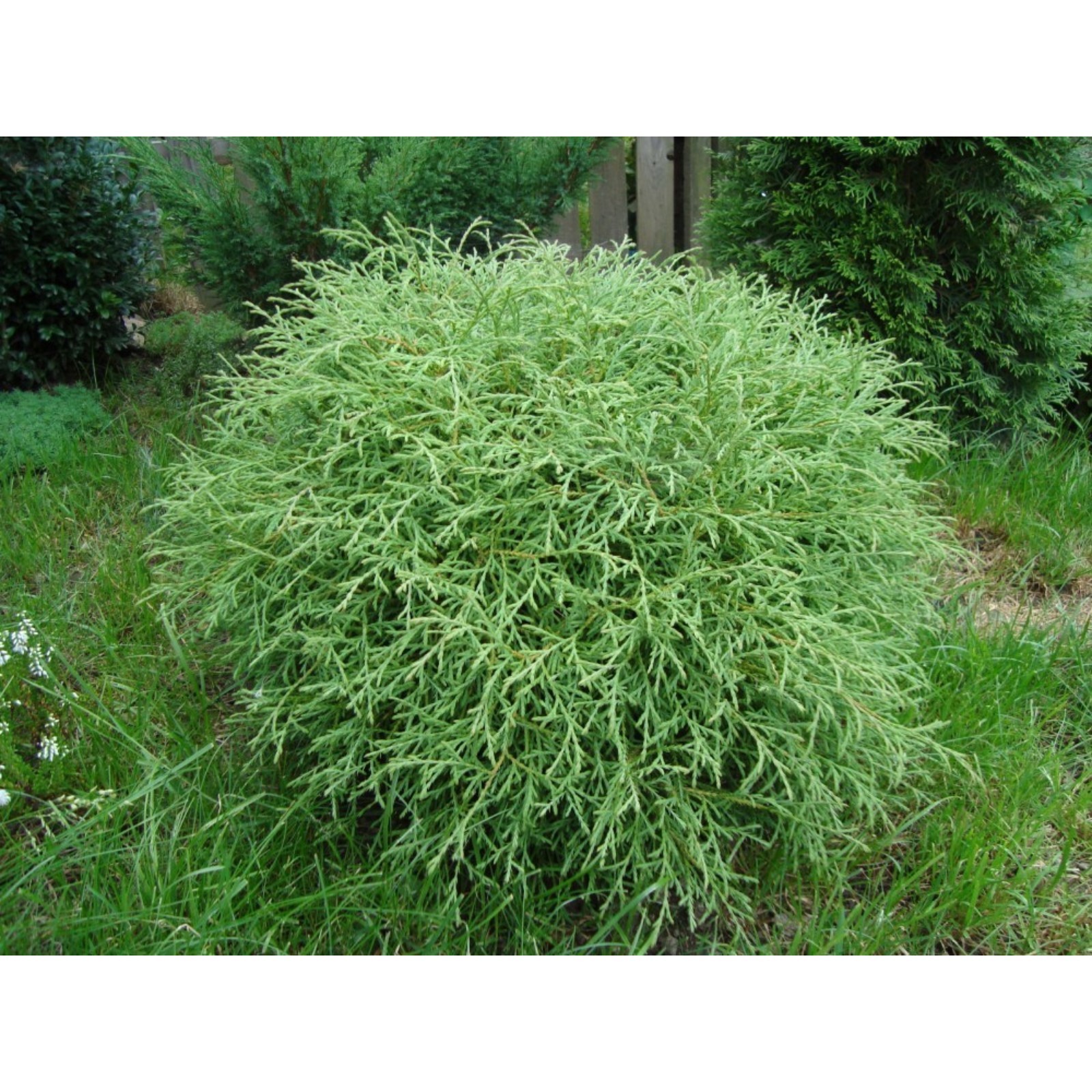 Можжевельник боулинг болл фото и описание