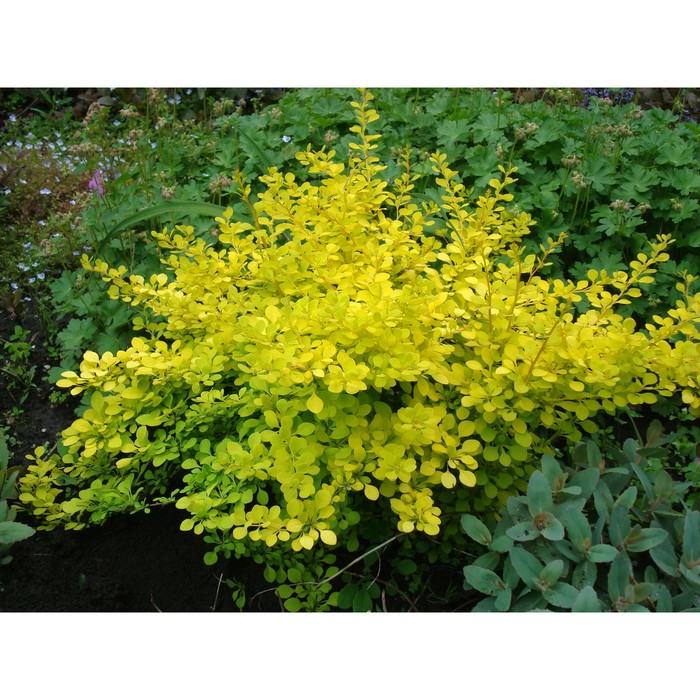 Фото и описание кустарников: найдено 85 изображений