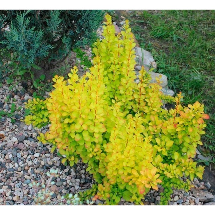 Барбарис мария фото и описание кустарника Барбарис мария фото и описание кустарника