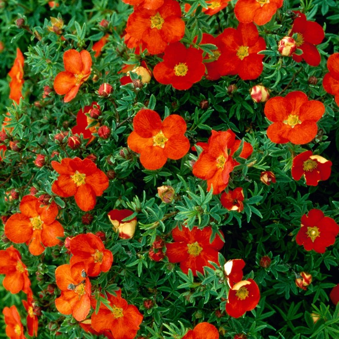 Саженец Лапчатка кустарниковая "Marian Red Robin", Горшок C1,5, Лето 2024 - Фото 1
