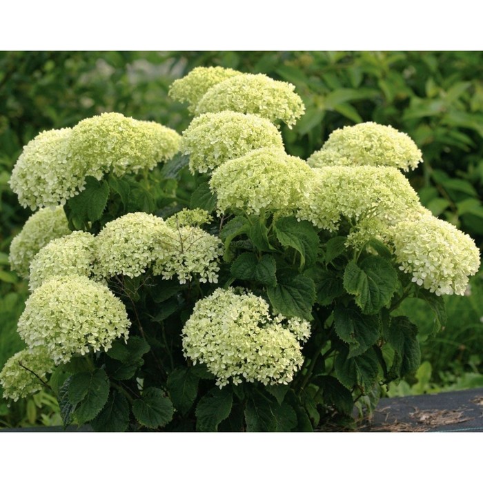 INVINCIBELLE LIMETTA ® Hydrangea www.gardencrossings.com - YouTube