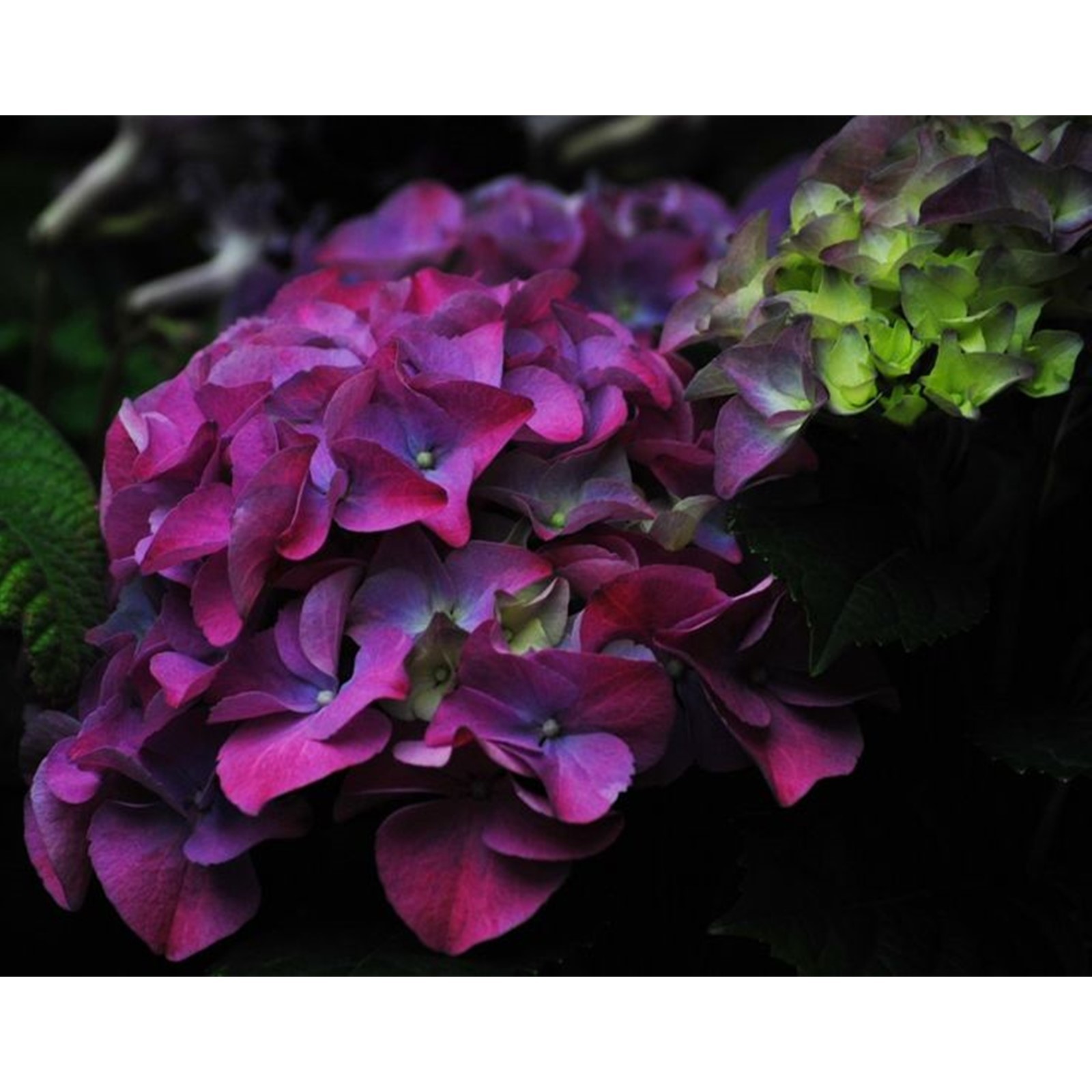 Гортензия бордовая фото Гортензия бордовая фото