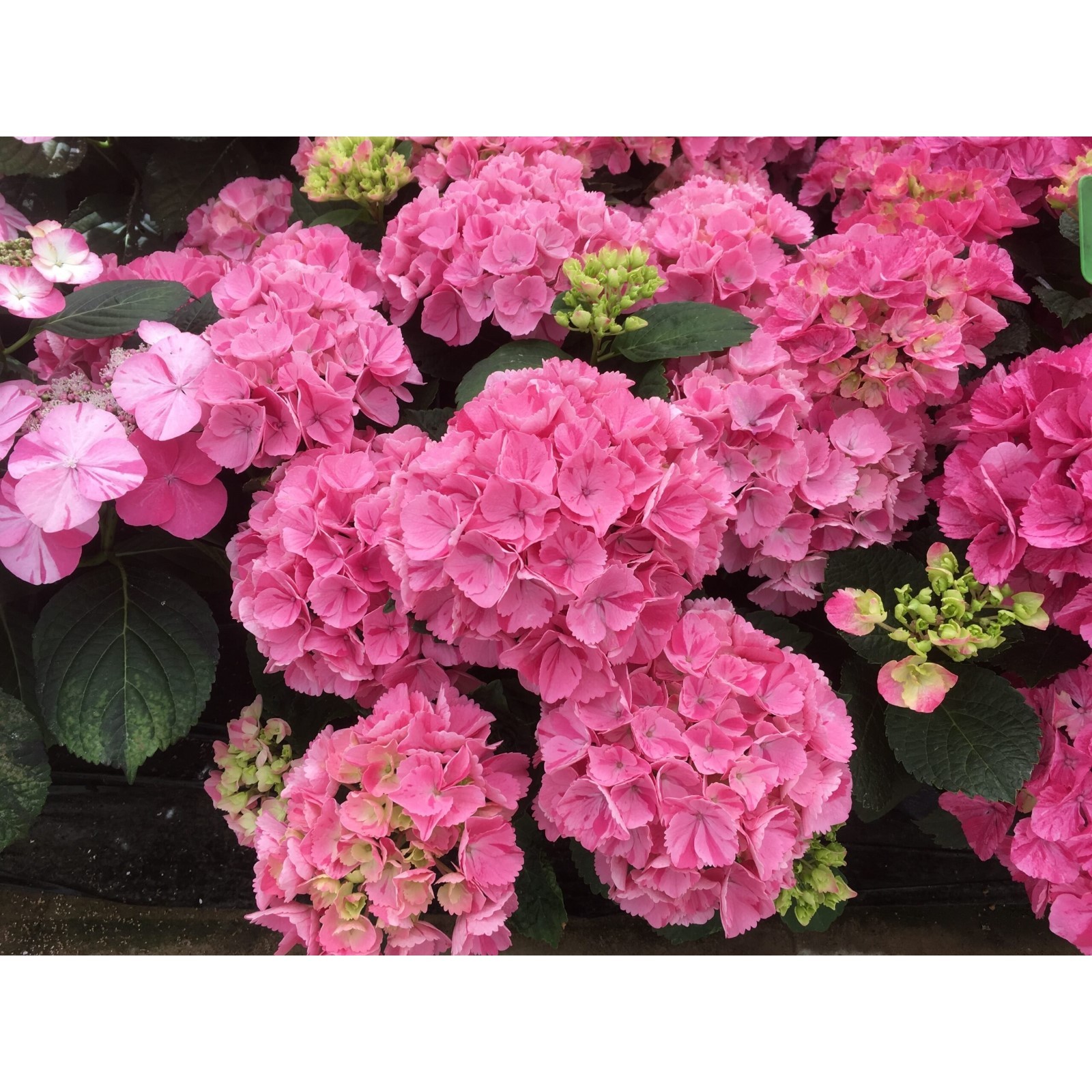 Интересные и необычные сорта гортензий Гортензия, Цветник, Цветы