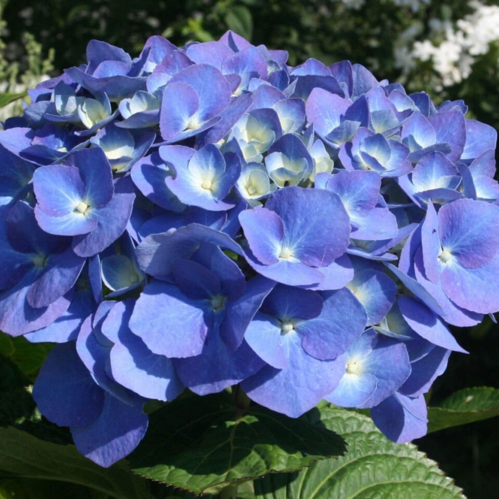 Nikko Blue Hydrangea Nikko blue hydrangea, Blue hydrangea, Hydrangea
