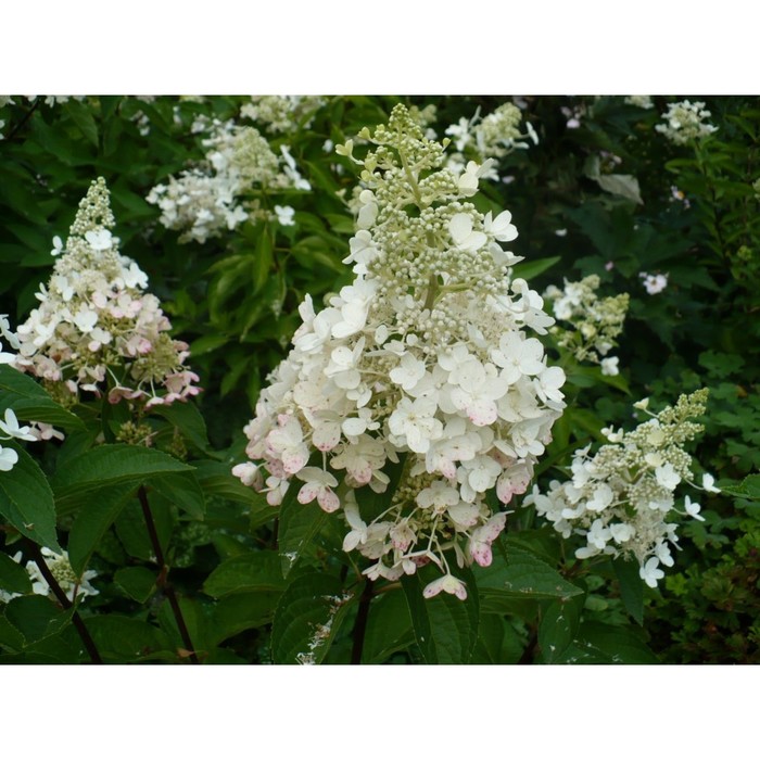 Гортензия Метельчатая Энджелс Блаш - купить саженцы в интернет-магазине Лафа с д