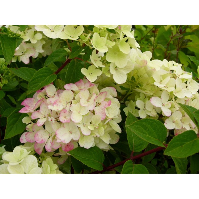 Гортензия метельчатая Milk and Honey ("Милк энд Хани") - купить в Екатеринбурге