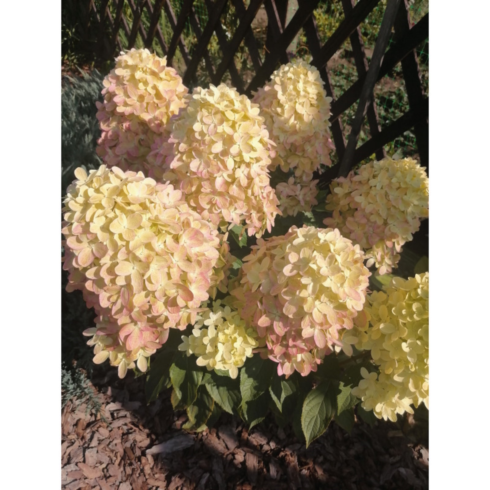 15 июля 2020 г. Высокорослые Метельчатые Гортензии - YouTube