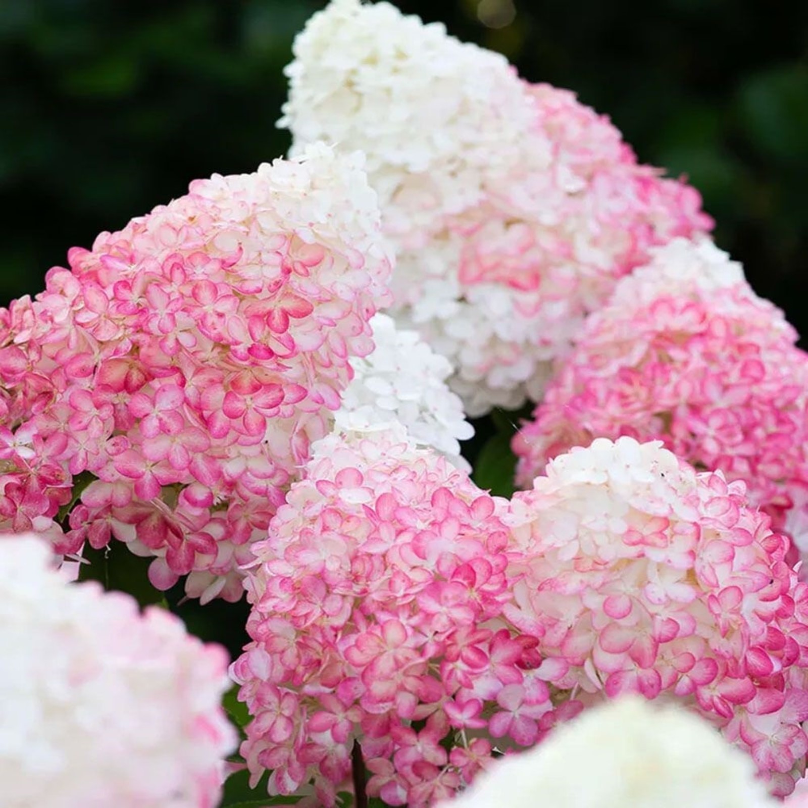 Пинк лайт гортензия метельчатая фото и описание Пинк лайт гортензия метельчатая фото и описание