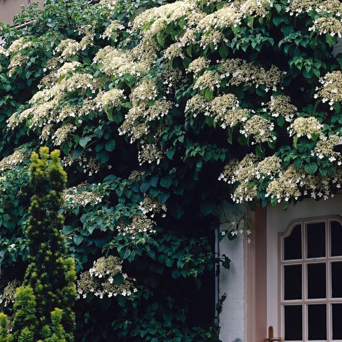 Гортензия черешковая Винтер Сюрпрайз (Hydrangea petiolaris Winter Surprise) купи