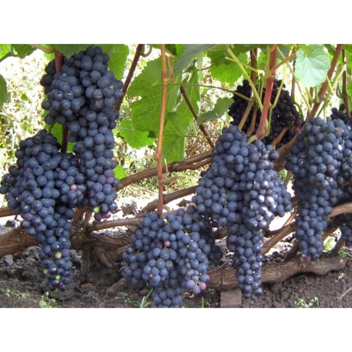 Саженец Виноград плодовый "Golubok", Горшок C2, Лето 2024 - Фото 1