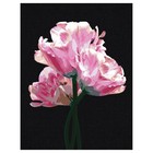 Картина по номерам на черном холсте «Розовые цветы», 30 × 40 см - фото 321575725