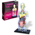 УЦЕНКА Набор для опытов «Строение тела», беременная женщина - Фото 1