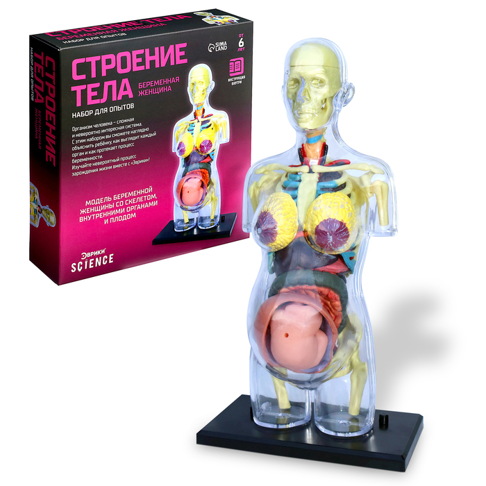 УЦЕНКА Набор для опытов «Строение тела», беременная женщина - Фото 1
