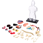 УЦЕНКА Набор для опытов «Строение тела», беременная женщина - Фото 2