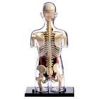 УЦЕНКА Набор для опытов «Строение тела», беременная женщина - Фото 11