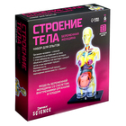 Набор для опытов «Строение тела», беременная женщина, уценка - Фото 12