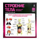 Набор для опытов «Строение тела», беременная женщина, уценка - Фото 13