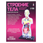 Набор для опытов «Строение тела», беременная женщина, уценка - Фото 14