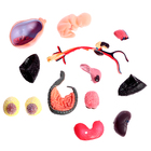 УЦЕНКА Набор для опытов «Строение тела», беременная женщина - Фото 3