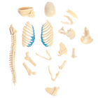 УЦЕНКА Набор для опытов «Строение тела», беременная женщина - Фото 5