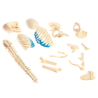 УЦЕНКА Набор для опытов «Строение тела», беременная женщина - Фото 6