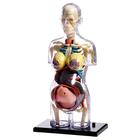 УЦЕНКА Набор для опытов «Строение тела», беременная женщина - Фото 10