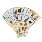 Развивающие карточки «Животные», 64 карточки - Фото 2