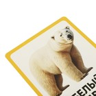 Развивающие карточки «Животные», 64 карточки - Фото 4