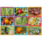 Настольная игра «Мемо. Фрукты и овощи», 1-6 игроков - фото 24037741