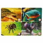 Настольная игра «Мемо. Джунгли», 50 карточек, 3+ - фото 24037764