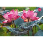 Пазл «Розовые цветы лотоса», 500 элементов - Фото 5