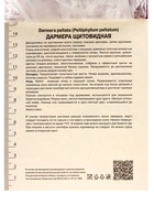 Дармера щитовидная, р-р I, 1 шт, Весна 2025 10369186 - фото 4369994